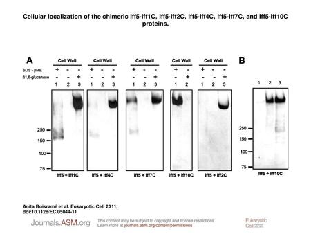 Cellular localization of the chimeric Iff5-Iff1C, Iff5-Iff2C, Iff5-Iff4C, Iff5-Iff7C, and Iff5-Iff10C proteins. Cellular localization of the chimeric Iff5-Iff1C,