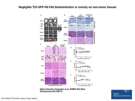 Negligible T22‐GFP‐H6‐FdU biodistribution or toxicity on non‐tumor tissues Negligible T22‐GFP‐H6‐FdU biodistribution or toxicity on non‐tumor tissues AUndetectable.