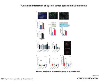 Functional interaction of Eμ-Tcl1 tumor cells with FDC networks.