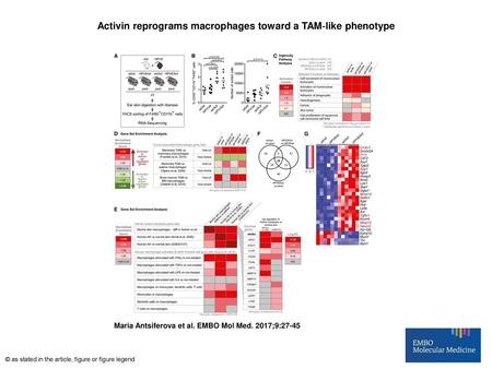 Activin reprograms macrophages toward a TAM‐like phenotype