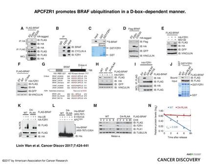 APCFZR1 promotes BRAF ubiquitination in a D-box–dependent manner.