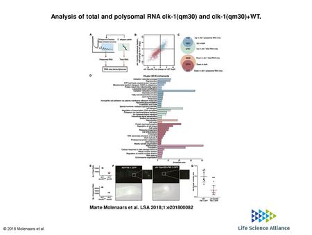 Analysis of total and polysomal RNA clk-1(qm30) and clk-1(qm30)+WT.