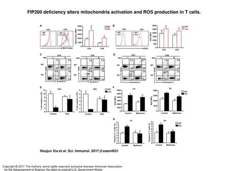 FIP200 deficiency alters mitochondria activation and ROS production in T cells. FIP200 deficiency alters mitochondria activation and ROS production in.