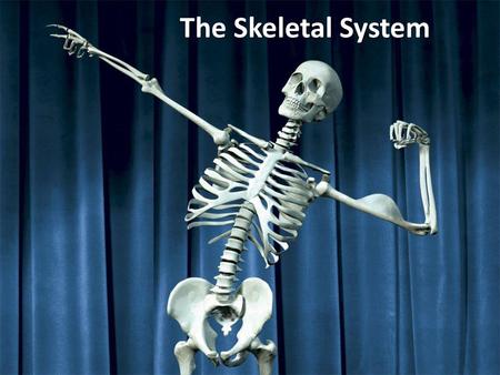 Q1 Name two functions of the human skeleton. Q2 What part of the bone makes  it flexible? Q3 What part mineral in bone makes it hard? Q4 Name the two  types. -