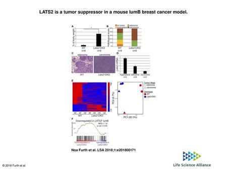LATS2 is a tumor suppressor in a mouse lumB breast cancer model.