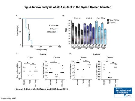 Fig. 4. In vivo analysis of slpA mutant in the Syrian Golden hamster.