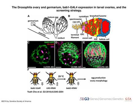 The Drosophila ovary and germarium, bab1-GAL4 expression in larval ovaries, and the screening strategy. The Drosophila ovary and germarium, bab1-GAL4 expression.