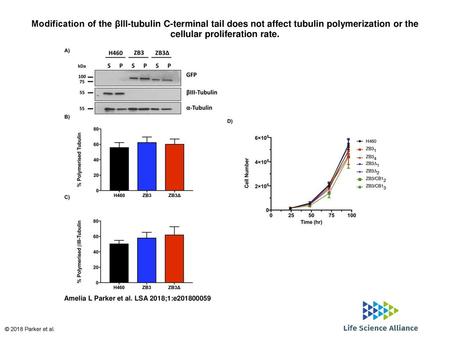 Modification of the βIII-tubulin C-terminal tail does not affect tubulin polymerization or the cellular proliferation rate. Modification of the βIII-tubulin.