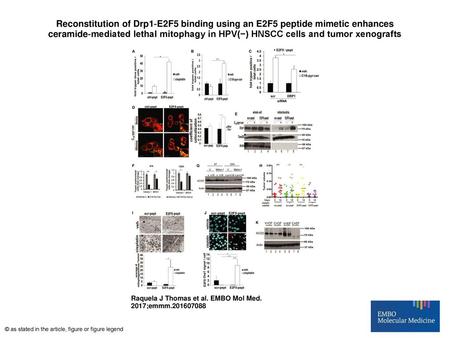 Reconstitution of Drp1‐E2F5 binding using an E2F5 peptide mimetic enhances ceramide‐mediated lethal mitophagy in HPV(−) HNSCC cells and tumor xenografts.