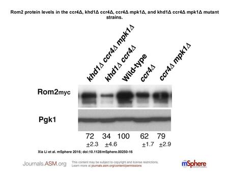 Rom2 protein levels in the ccr4Δ, khd1Δ ccr4Δ, ccr4Δ mpk1Δ, and khd1Δ ccr4Δ mpk1Δ mutant strains. Rom2 protein levels in the ccr4Δ, khd1Δ ccr4Δ, ccr4Δ.