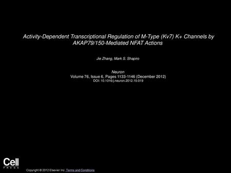 Activity-Dependent Transcriptional Regulation of M-Type (Kv7) K+ Channels by AKAP79/150-Mediated NFAT Actions  Jie Zhang, Mark S. Shapiro  Neuron  Volume.