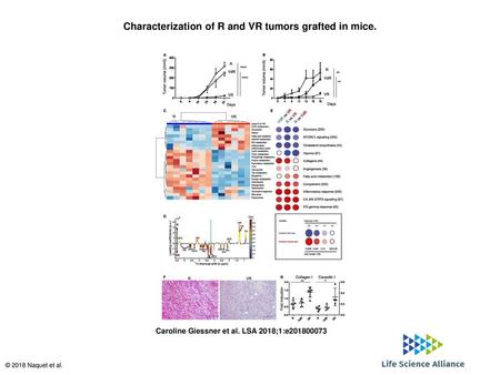 Characterization of R and VR tumors grafted in mice.