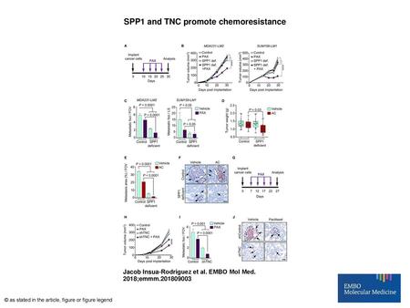 SPP1 and TNC promote chemoresistance