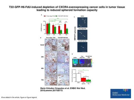 T22‐GFP‐H6‐FdU‐induced depletion of CXCR4‐overexpressing cancer cells in tumor tissue leading to reduced spheroid formation capacity T22‐GFP‐H6‐FdU‐induced.