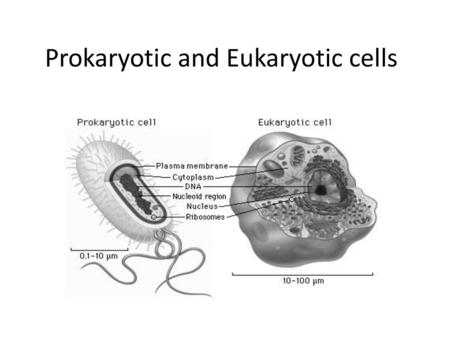 Prokaryotic and Eukaryotic cells