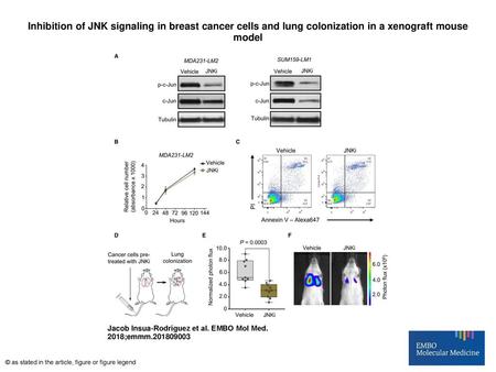 Inhibition of JNK signaling in breast cancer cells and lung colonization in a xenograft mouse model Inhibition of JNK signaling in breast cancer cells.