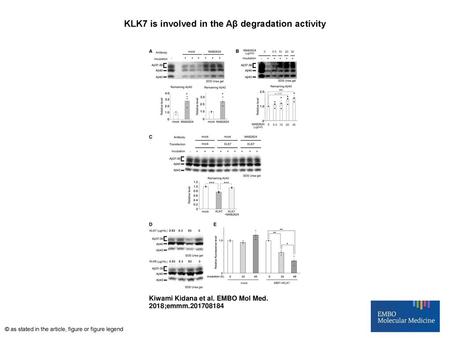 KLK7 is involved in the Aβ degradation activity
