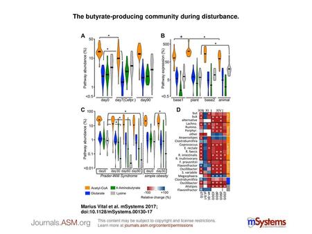 The butyrate-producing community during disturbance.