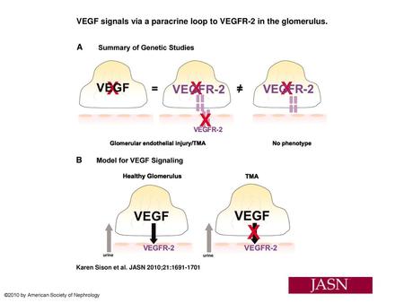 VEGF signals via a paracrine loop to VEGFR-2 in the glomerulus.
