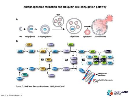 Autophagosome formation and Ubiquitin-like conjugation pathway