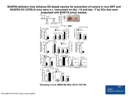 SKAP55‐deficient mice enhance DC‐based vaccine for prevention of tumors in vivo AWT and SKAP55 KO C57BL/6 mice were s.c. immunized on day −14 and day −7.