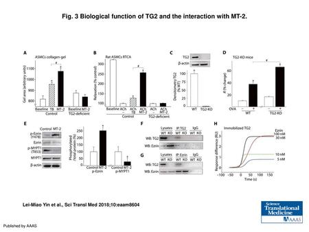 Fig. 3 Biological function of TG2 and the interaction with MT-2.