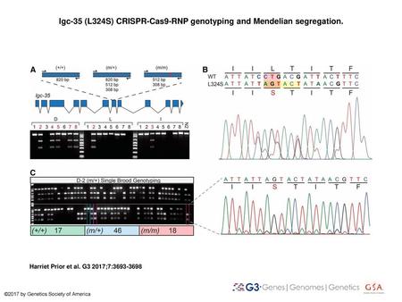 lgc-35 (L324S) CRISPR-Cas9-RNP genotyping and Mendelian segregation.