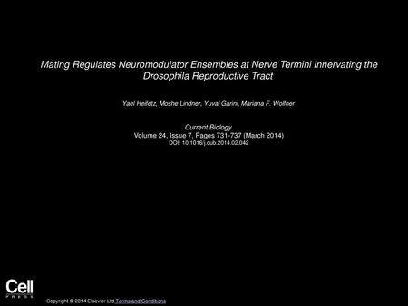 Mating Regulates Neuromodulator Ensembles at Nerve Termini Innervating the Drosophila Reproductive Tract  Yael Heifetz, Moshe Lindner, Yuval Garini, Mariana F.