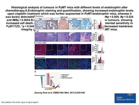 Histological analysis of tumours in PyMT mice with different levels of endotrophin after chemotherapy.A.Endotrophin staining and quantification, showing.