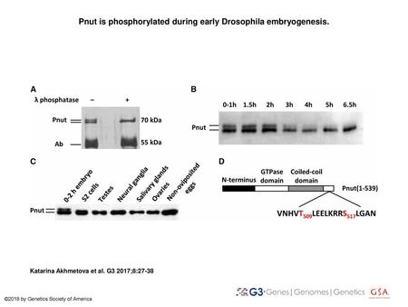 Pnut is phosphorylated during early Drosophila embryogenesis.