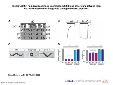 Lgc-35(L324S) homozygous knock-in animals exhibit less severe phenotypes than extrachromosomal or integrated transgene overexpression. lgc-35(L324S) homozygous.