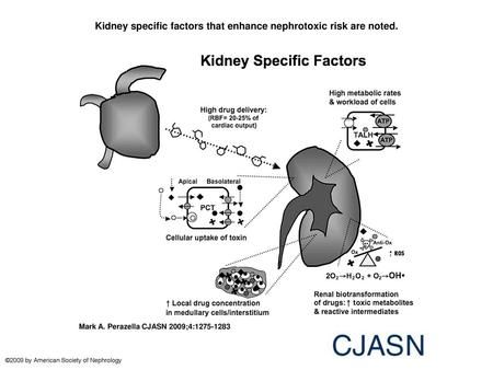 Kidney specific factors that enhance nephrotoxic risk are noted.