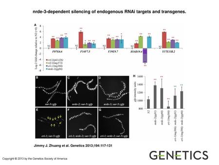 nrde-3-dependent silencing of endogenous RNAi targets and transgenes.