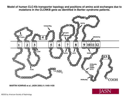 Model of human CLC-Kb transporter topology and positions of amino acid exchanges due to mutations in the CLCNKB gene as identified in Bartter syndrome.