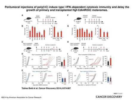 Peritumoral injections of poly(I:C) induce type I IFN–dependent cytotoxic immunity and delay the growth of primary and transplanted Hgf-Cdk4R24C melanomas.