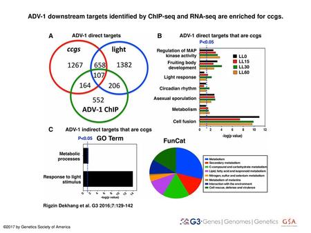 ADV-1 downstream targets identified by ChIP-seq and RNA-seq are enriched for ccgs. ADV-1 downstream targets identified by ChIP-seq and RNA-seq are enriched.