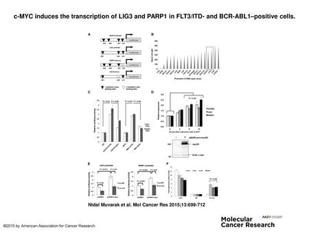 C-MYC induces the transcription of LIG3 and PARP1 in FLT3/ITD- and BCR-ABL1–positive cells. c-MYC induces the transcription of LIG3 and PARP1 in FLT3/ITD-