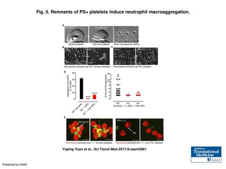 Fig. 5. Remnants of PS+ platelets induce neutrophil macroaggregation.