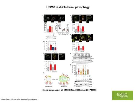 USP30 restricts basal pexophagy