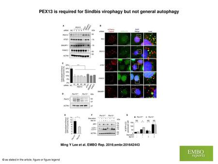 PEX13 is required for Sindbis virophagy but not general autophagy