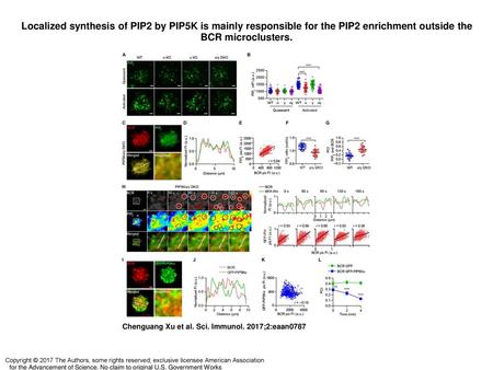 Localized synthesis of PIP2 by PIP5K is mainly responsible for the PIP2 enrichment outside the BCR microclusters. Localized synthesis of PIP2 by PIP5K.