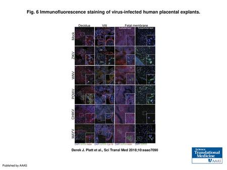 Immunofluorescence staining of virus-infected human placental explants