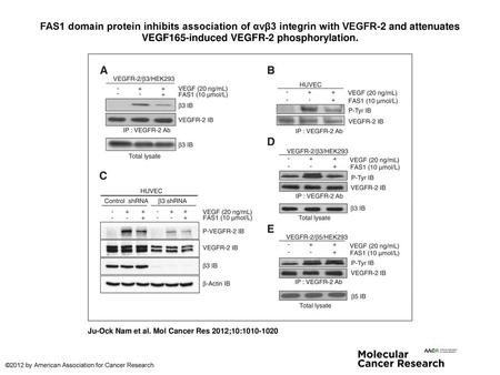 FAS1 domain protein inhibits association of αvβ3 integrin with VEGFR-2 and attenuates VEGF165-induced VEGFR-2 phosphorylation. FAS1 domain protein inhibits.