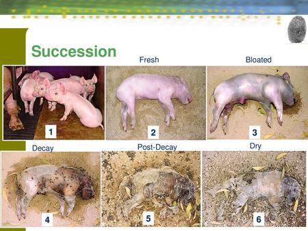 stages of decaying human body