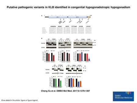 Putative pathogenic variants in KLB identified in congenital hypogonadotropic hypogonadism Putative pathogenic variants in KLB identified in congenital.