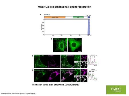 MOSPD2 is a putative tail‐anchored protein