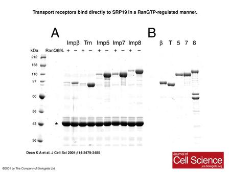 Transport receptors bind directly to SRP19 in a RanGTP-regulated manner. Transport receptors bind directly to SRP19 in a RanGTP-regulated manner. A GST-SRP19.