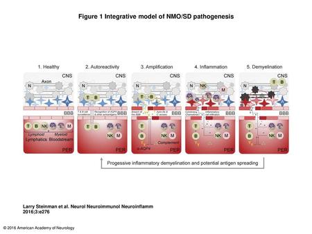 Figure 1 Integrative model of NMO/SD pathogenesis
