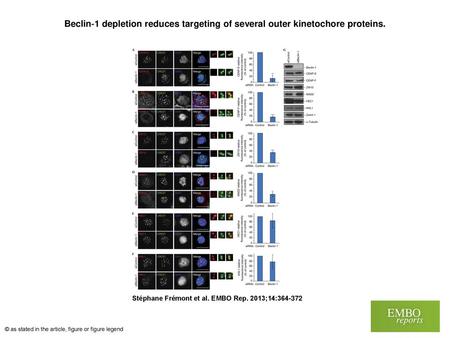 Beclin‐1 depletion reduces targeting of several outer kinetochore proteins. Beclin‐1 depletion reduces targeting of several outer kinetochore proteins.
