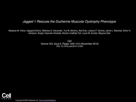 Jagged 1 Rescues the Duchenne Muscular Dystrophy Phenotype